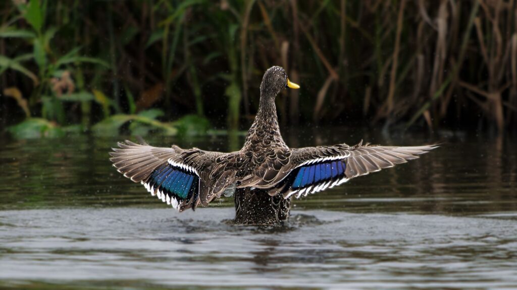 Spreading my wings