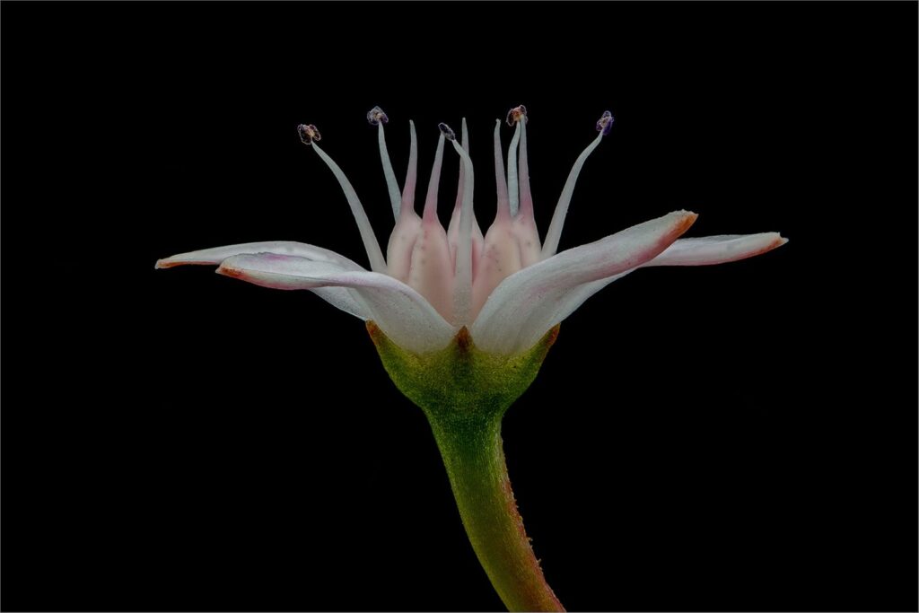 Succulent Flower