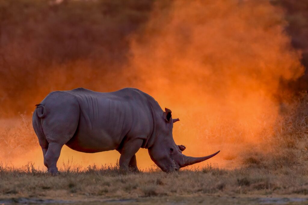 Sunset dust bath