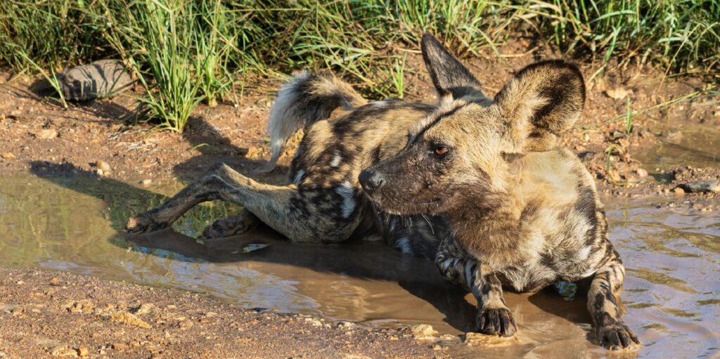 Taking a Dip