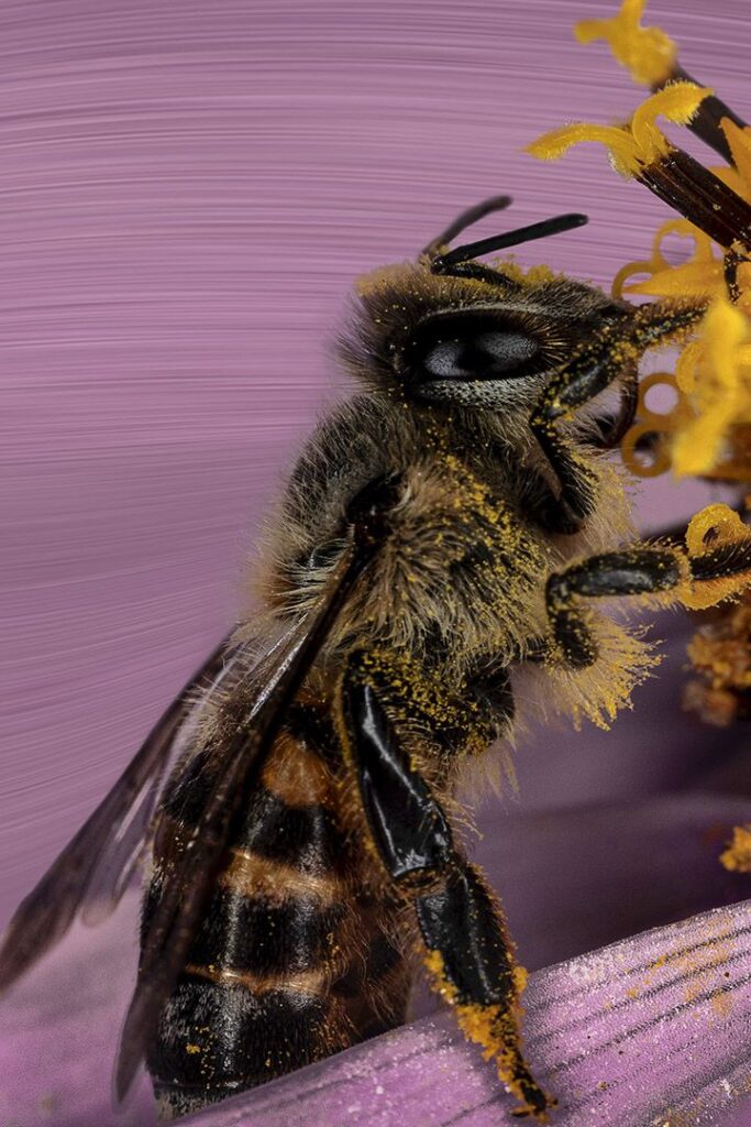 The Bee
