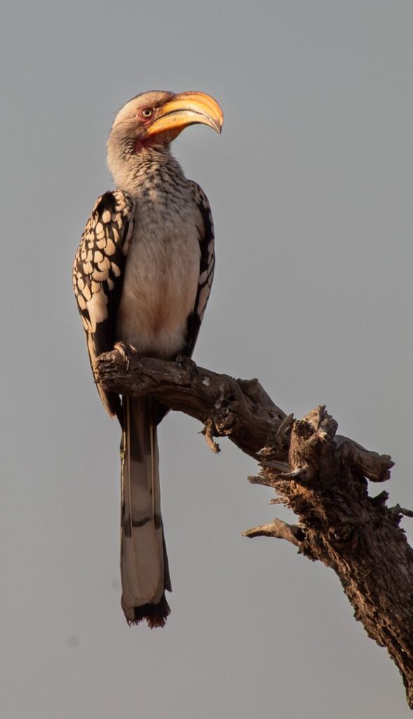 The Watcher