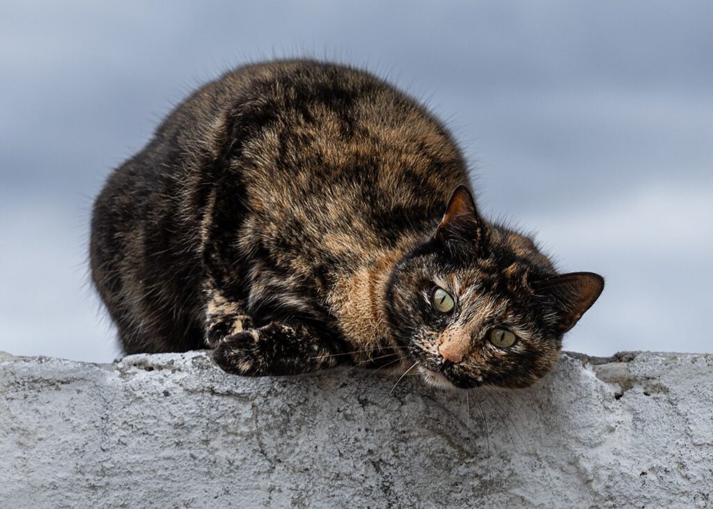 The cat on the wall