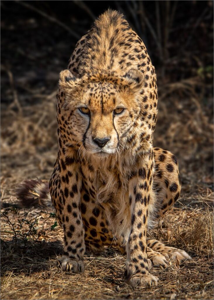 The look