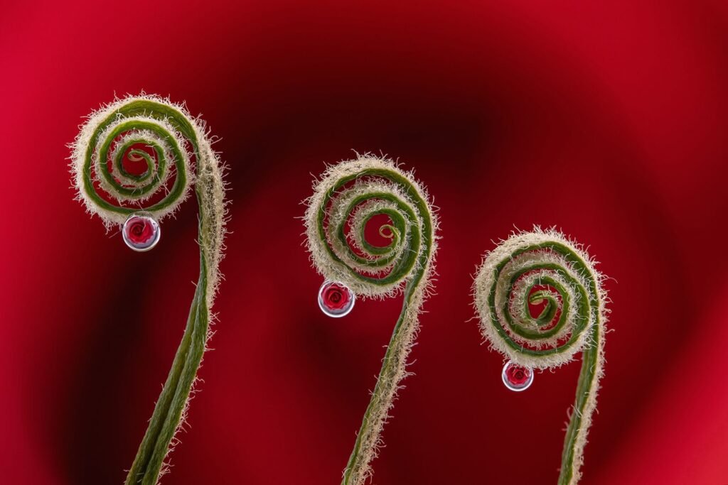 Three curls rose drops