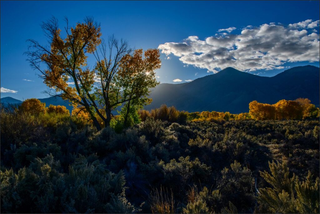 Through the Trees