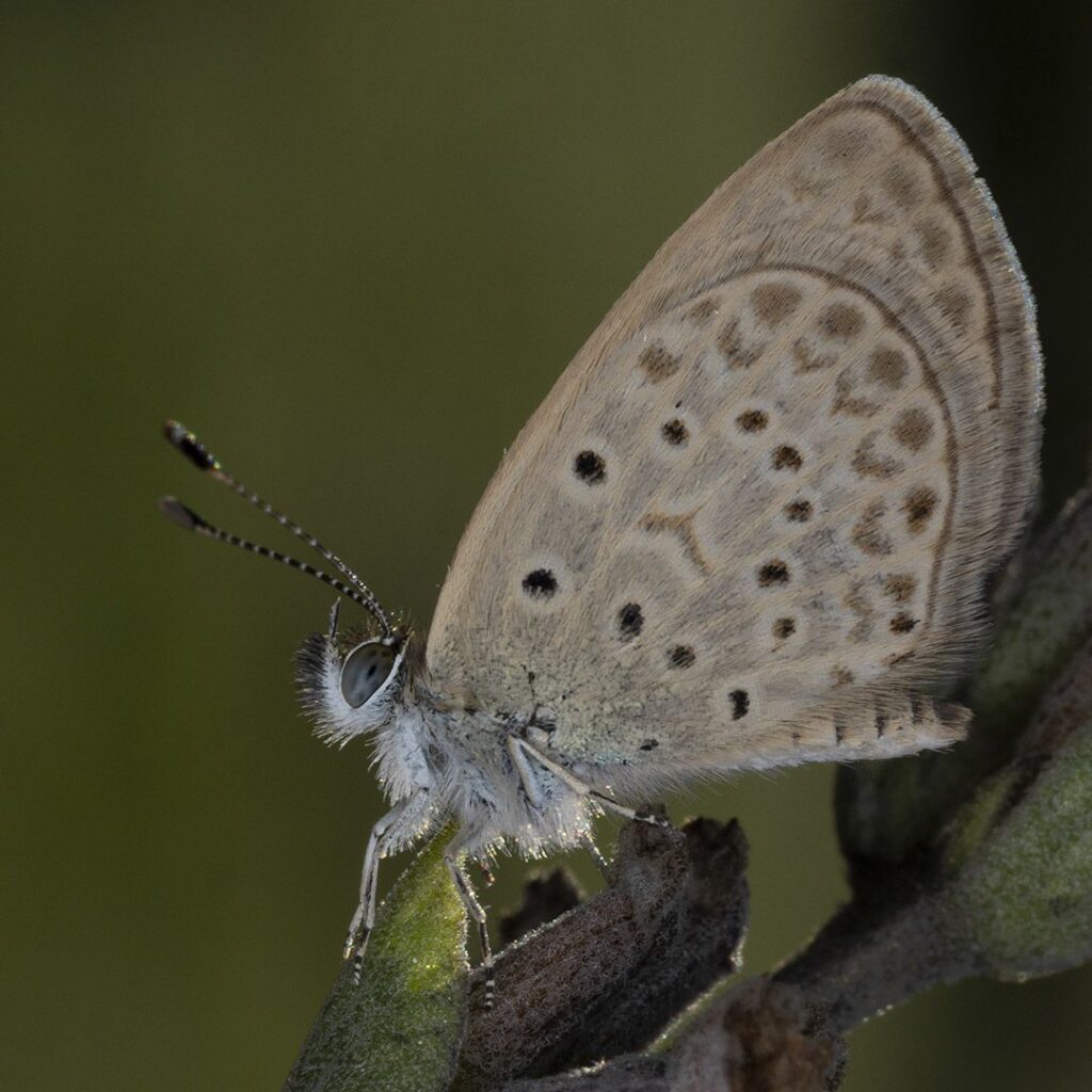 Tiny African Grass Blue Butterfly
