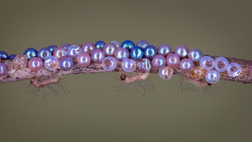 Tiny Caterpillars