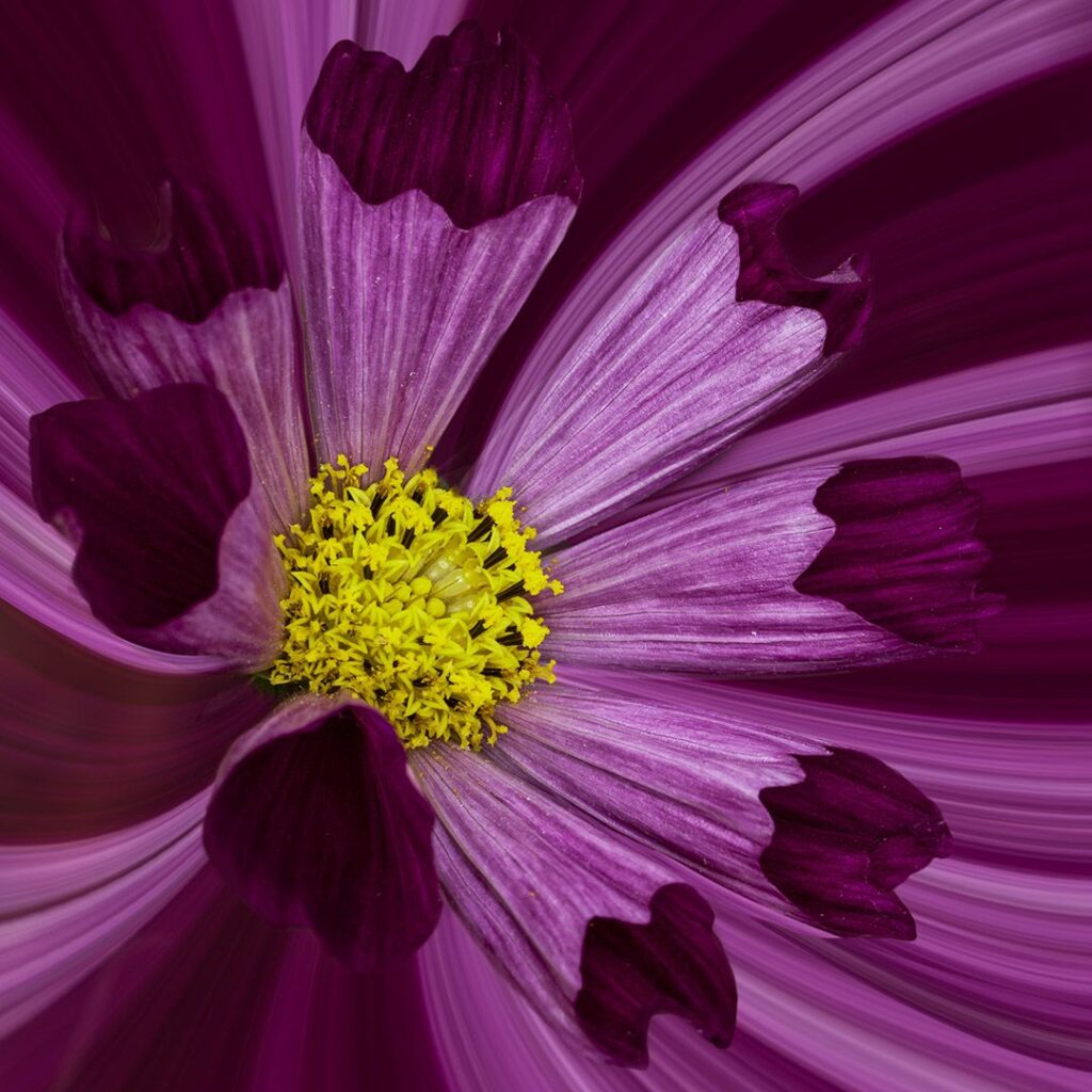 Tubed Cosmos