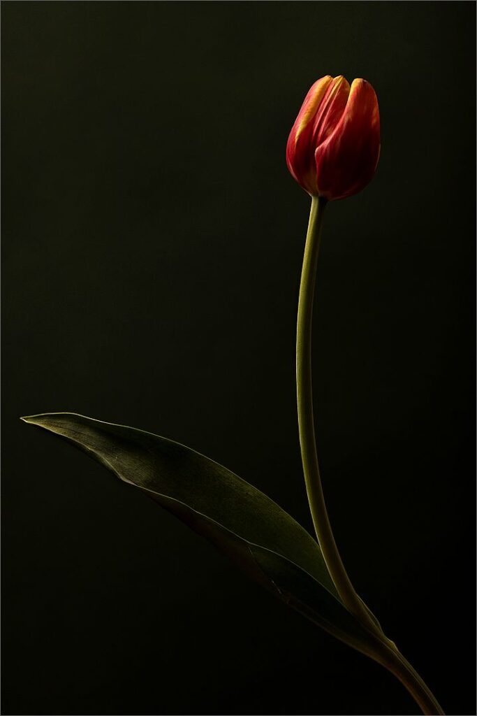 Tulip 8960