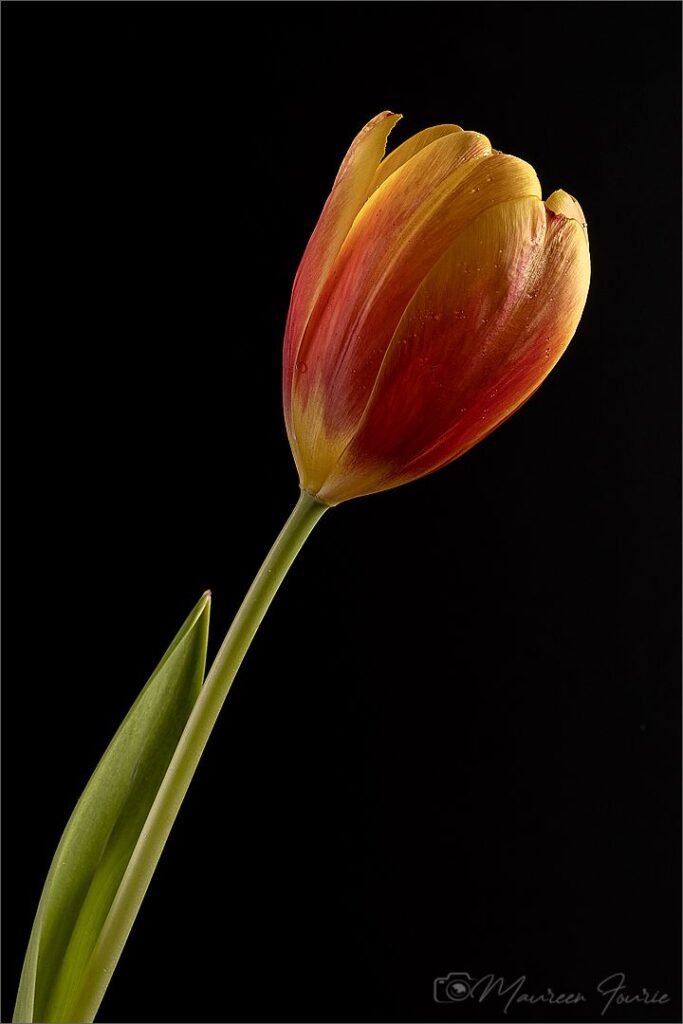 Tulip