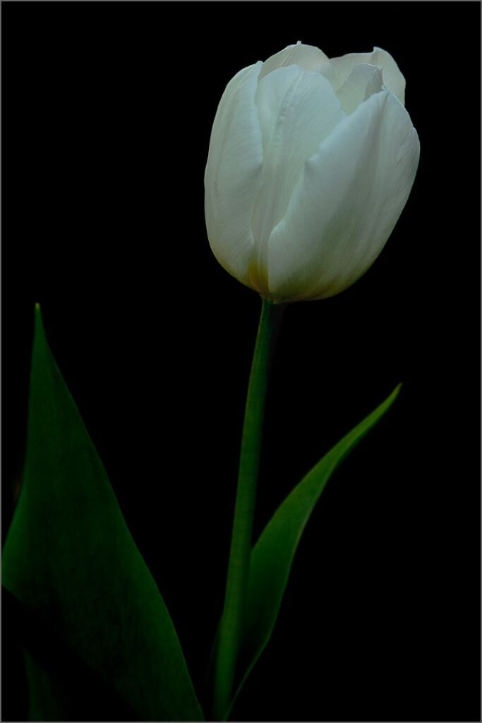 Tulip