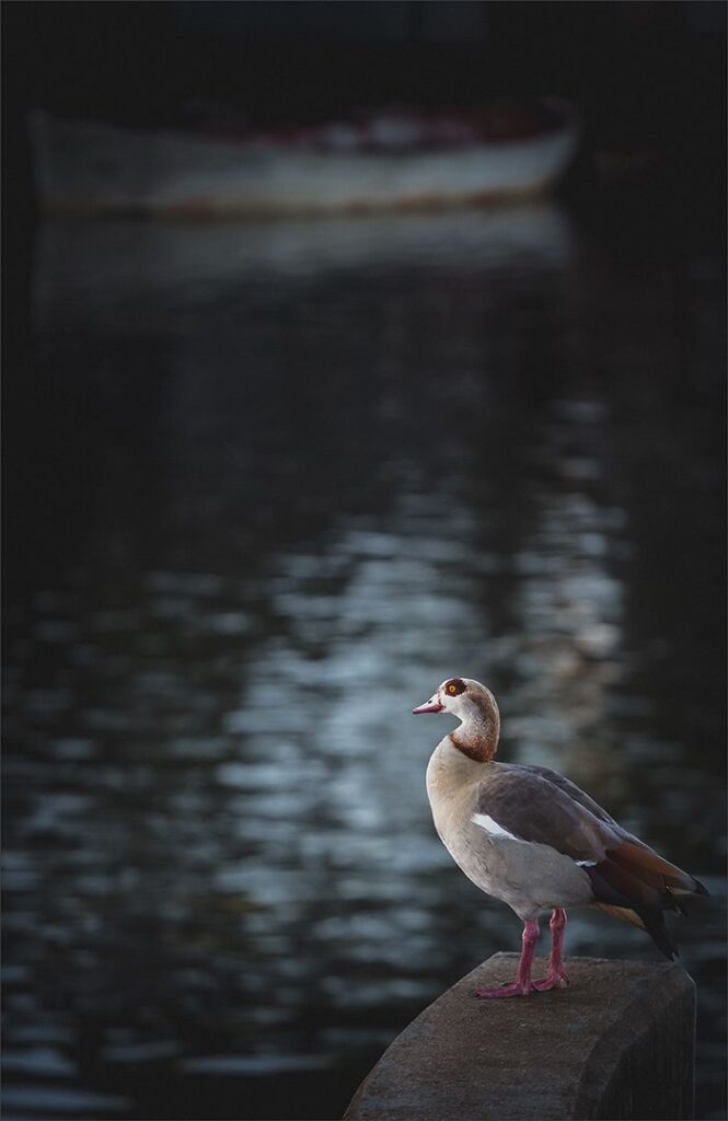 Under Duck
