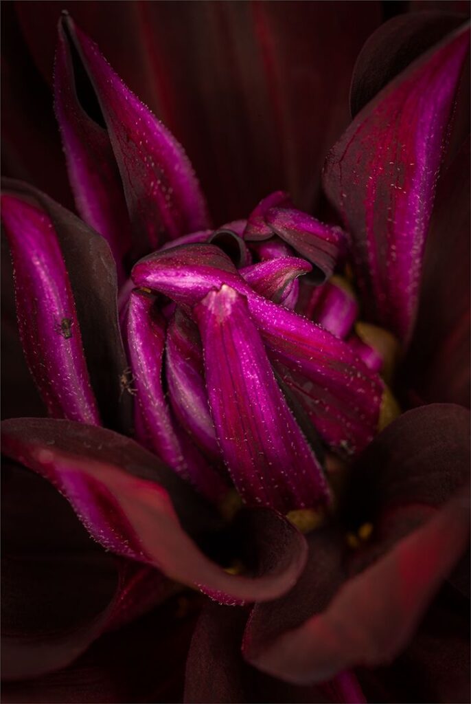 Unfolding Bloom