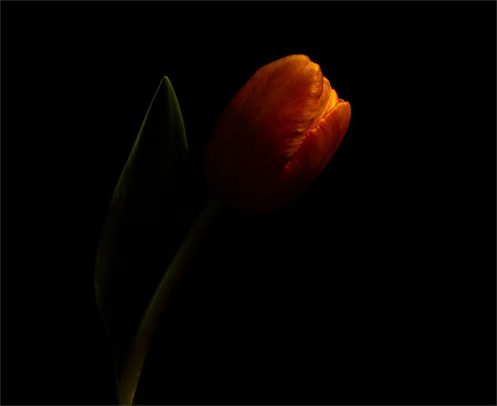 Velvet Petals