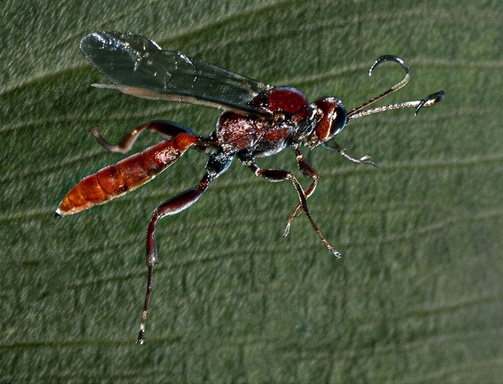 Wasp