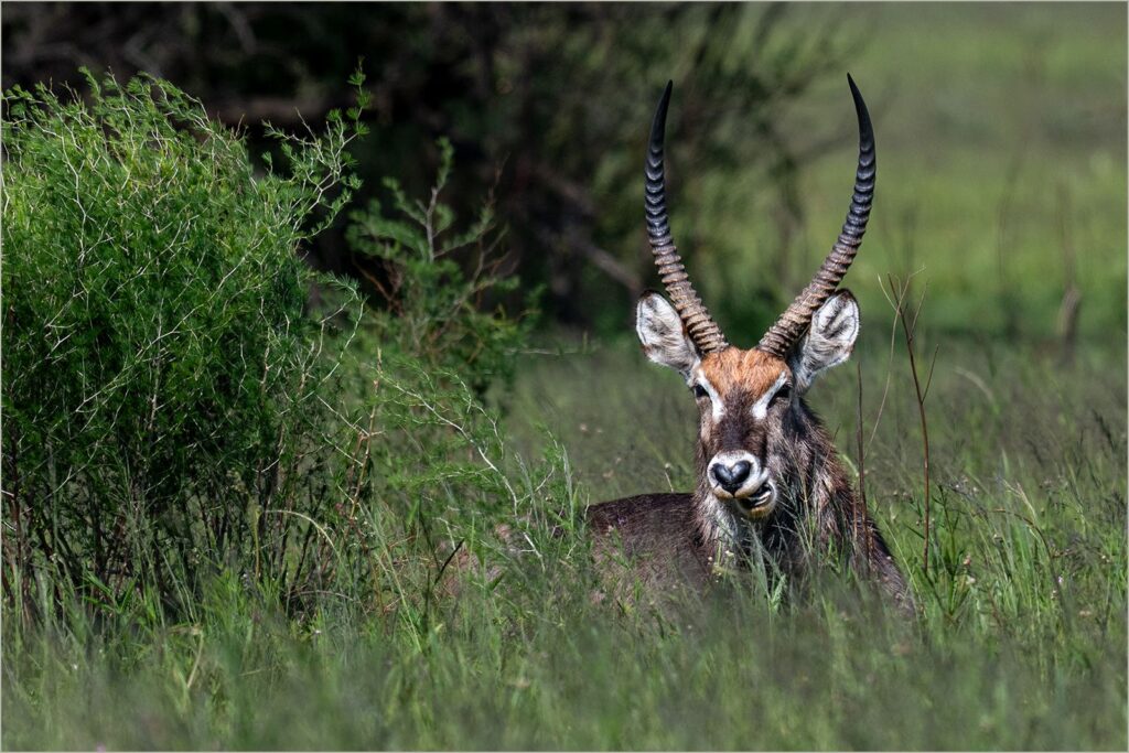 Water Buck
