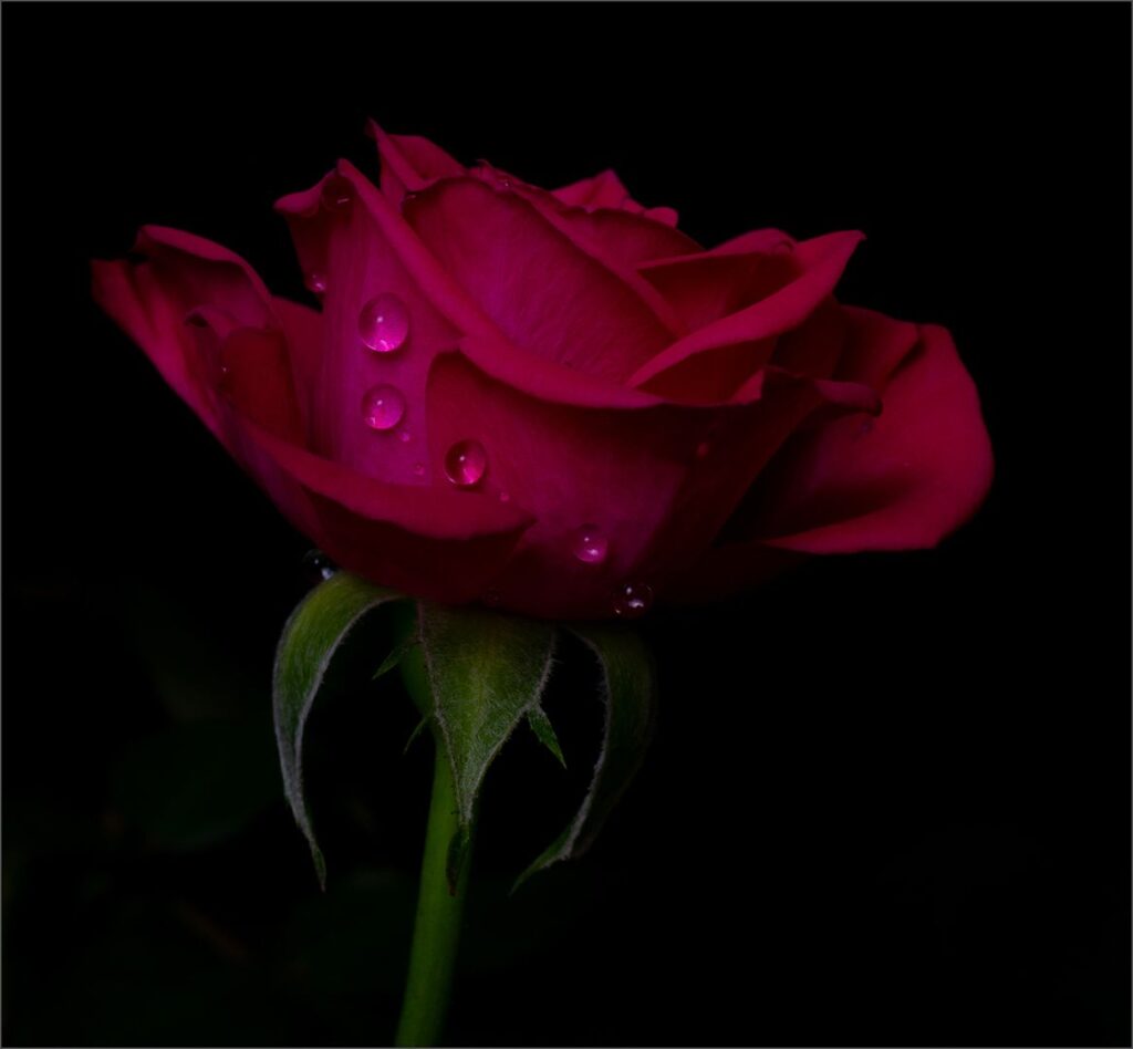 Water Drops