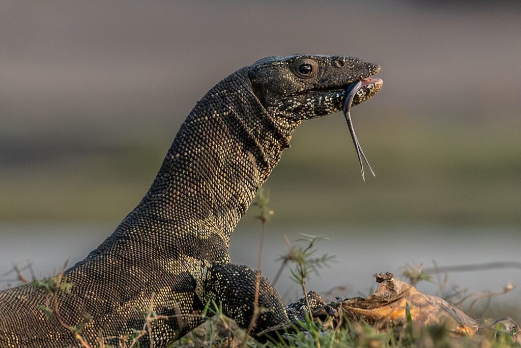 Water Monitor Lizard