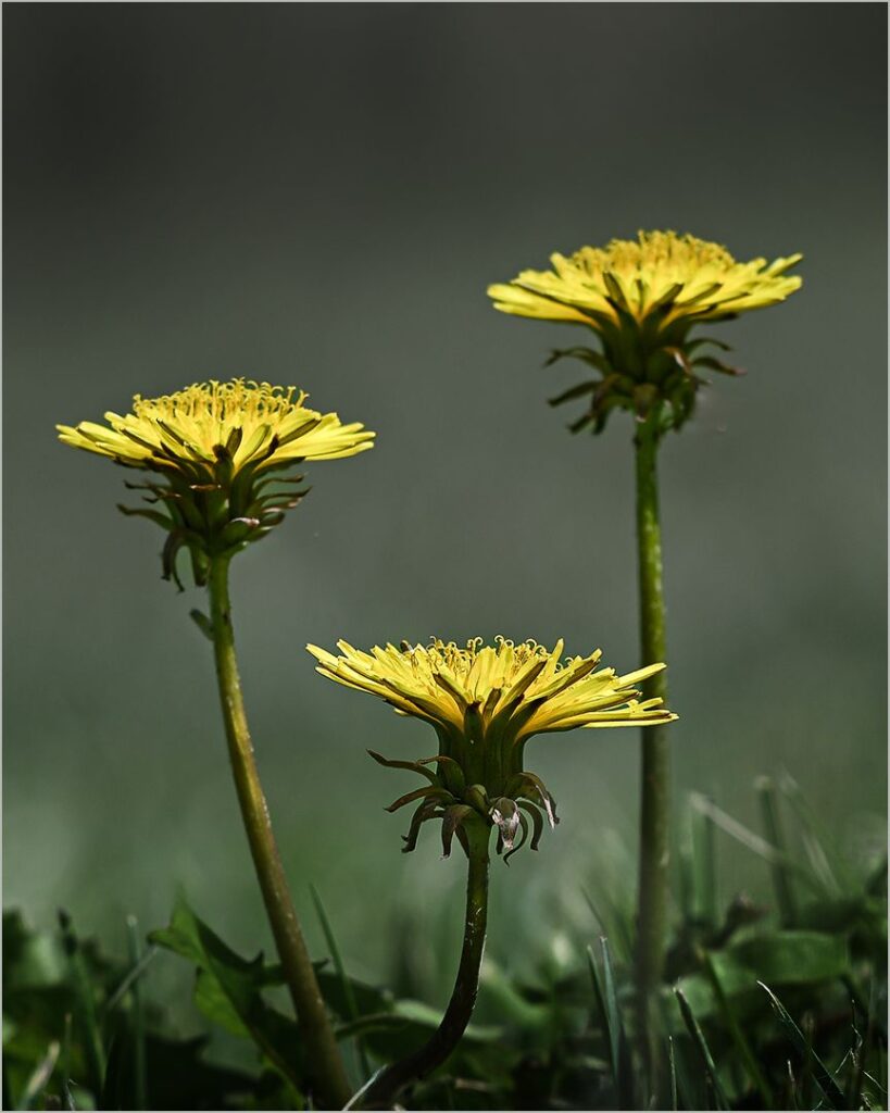 Wild Flowers