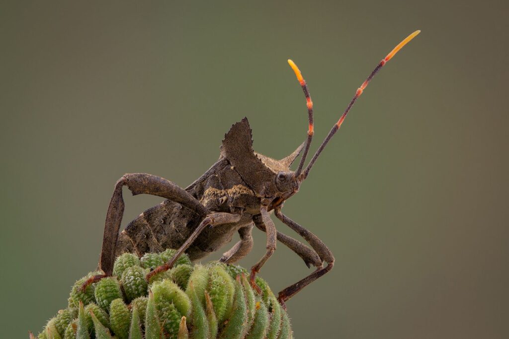 Wilter Bug
