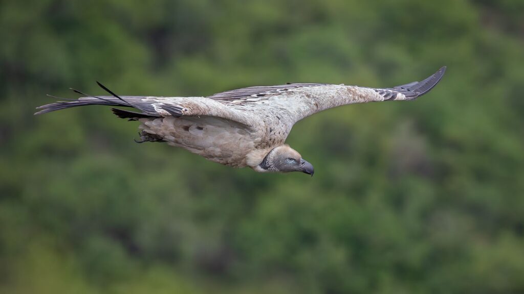Wind Beneath My Wings