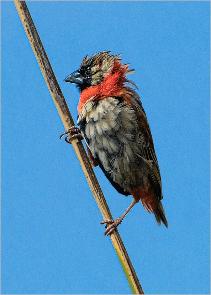 Wind swept Bishop