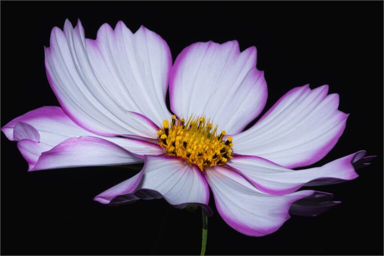 Wit en Pink Kosmos, Stephan Fourie