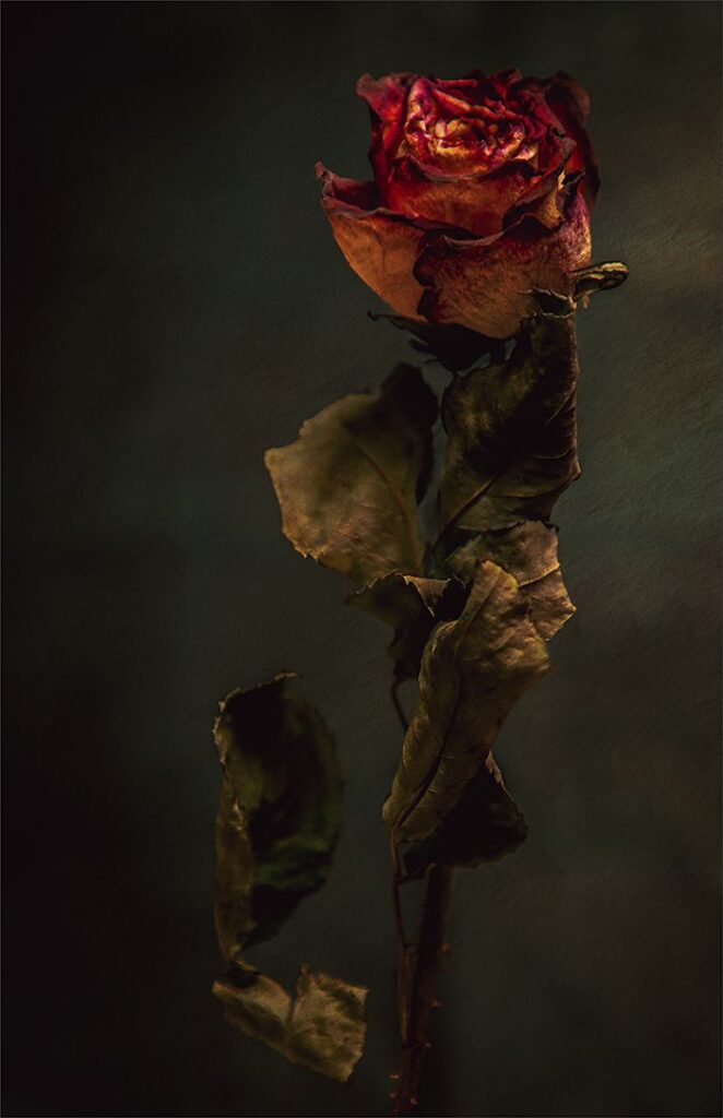 Withered