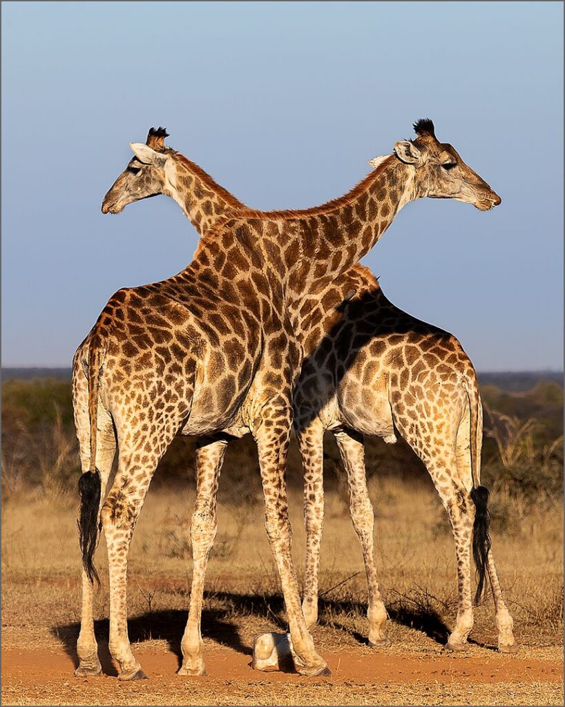 X Marks the Spots