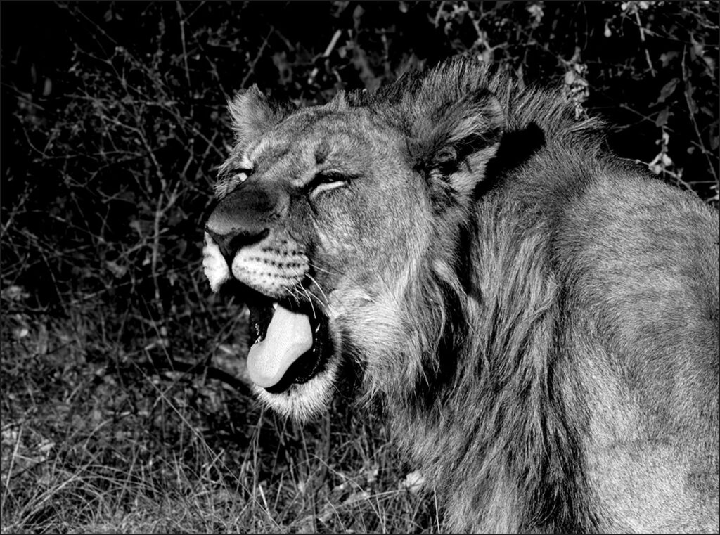 Yawning Kitty