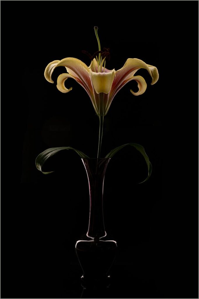 Yellow Lily