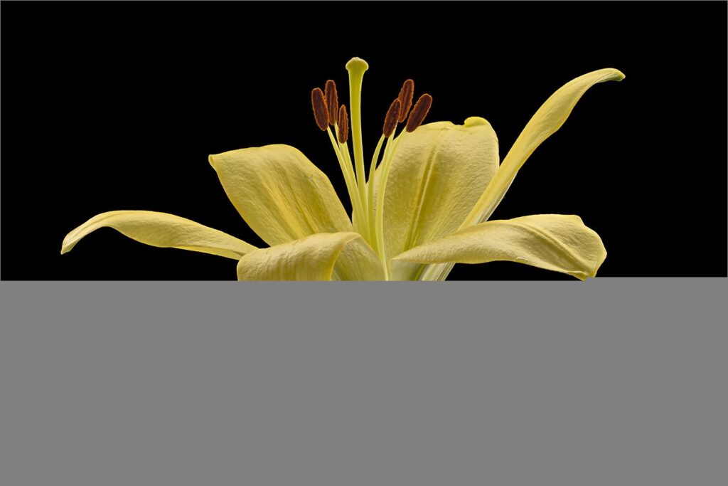 Yellow lily