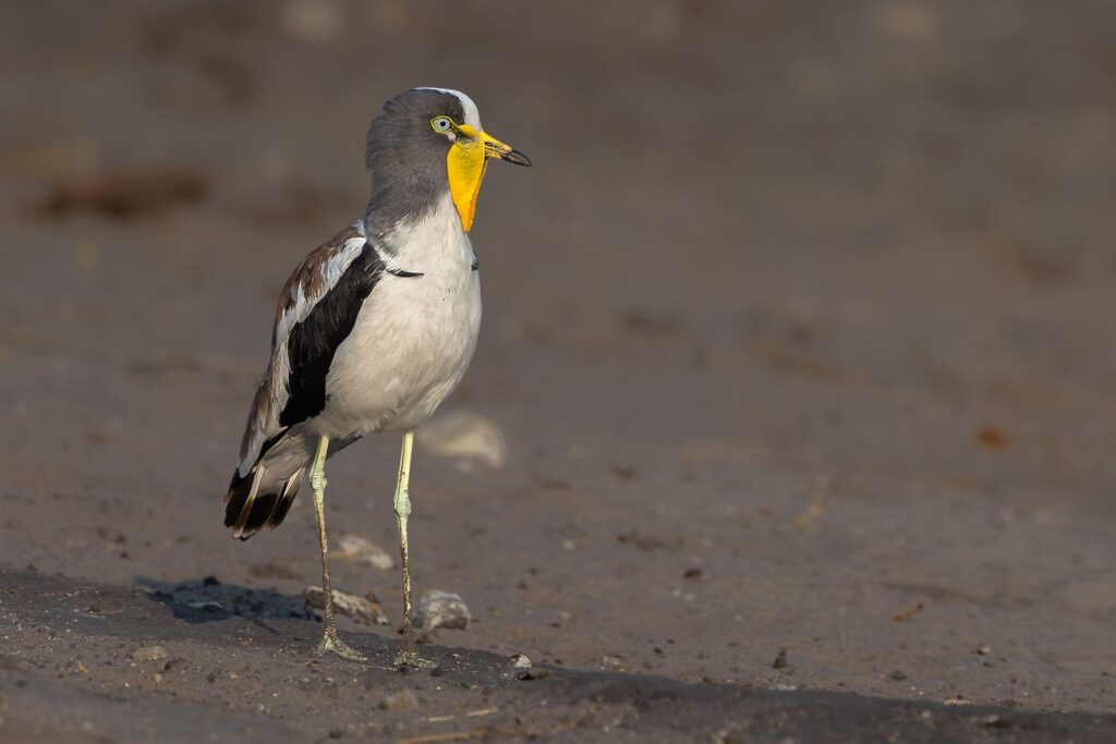 Yellow throated Lapwing