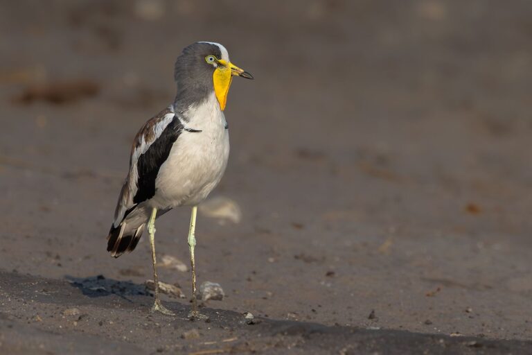 Yellow throated Lapwing, Belinda Ueckermann