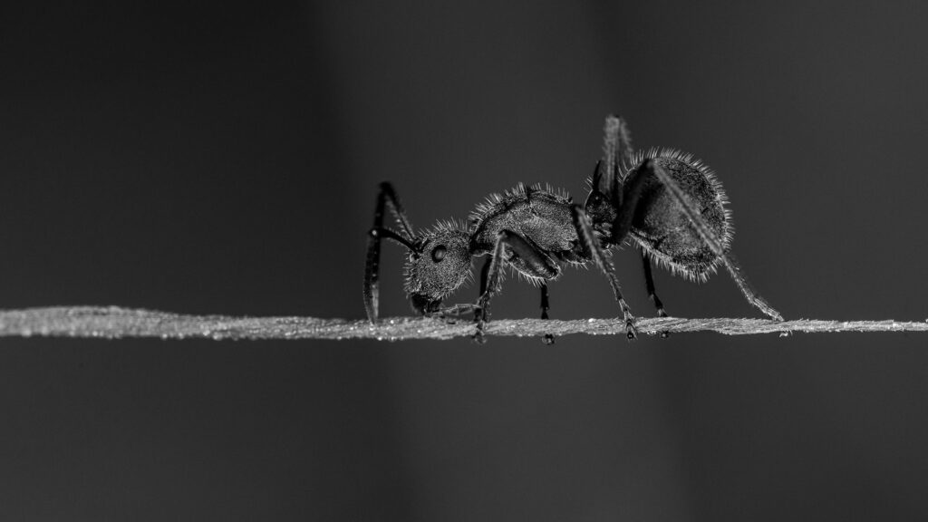 Black Ant bw