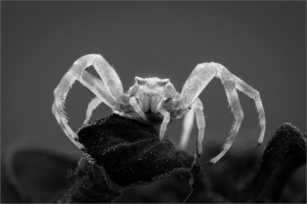 Crabspider BW