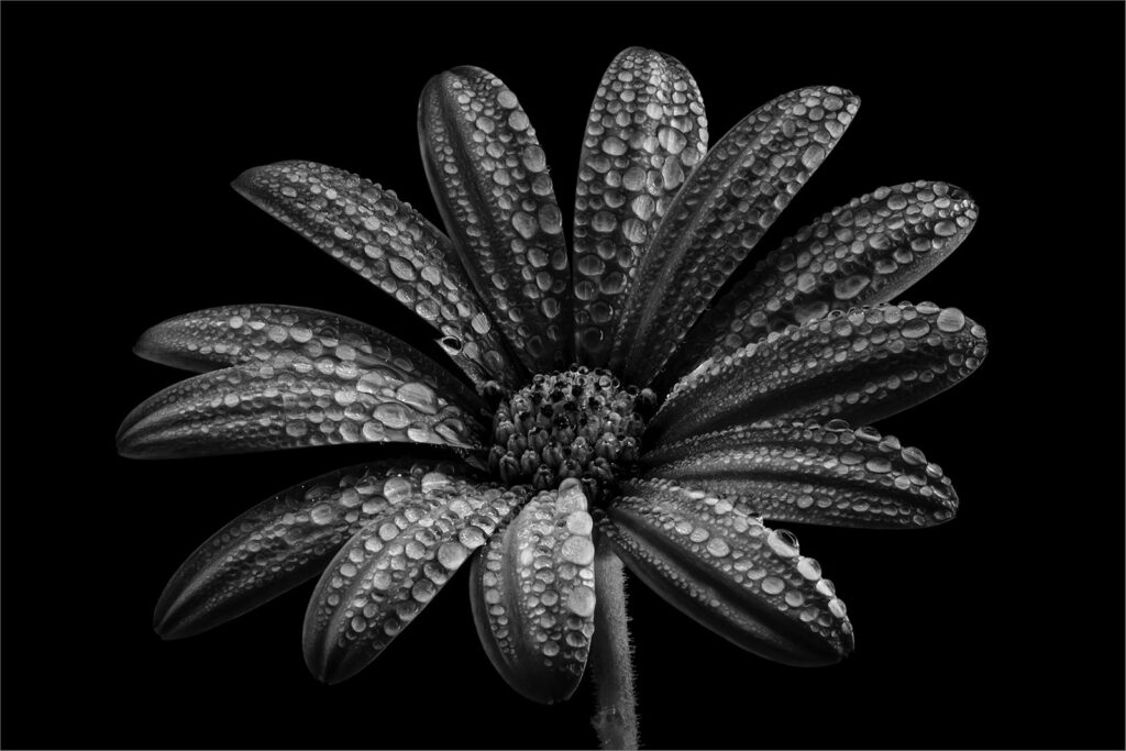 Daisy Droplets bw