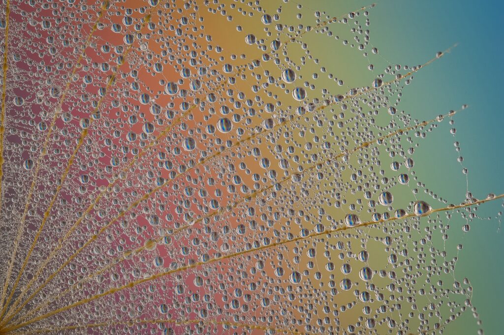 Dandelion Droplets Refraction