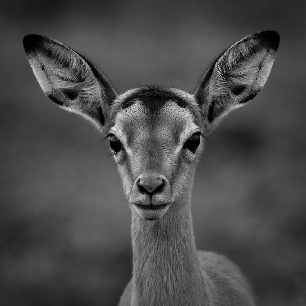 Impala portrait