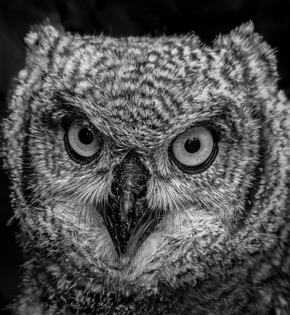 Runty The Baby Owlet