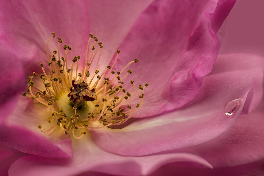The Rose