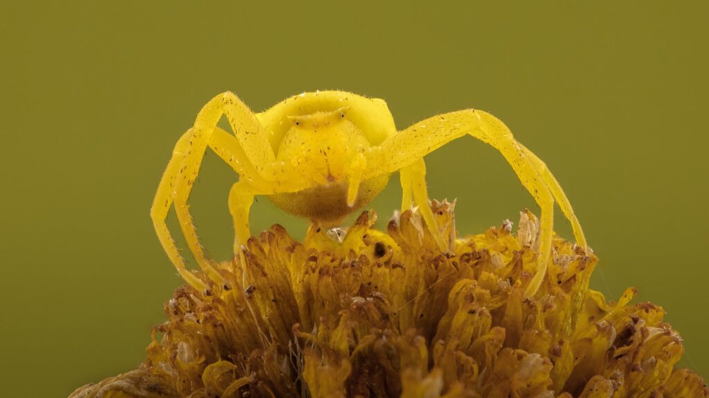 Yellow Crabspider on Flower