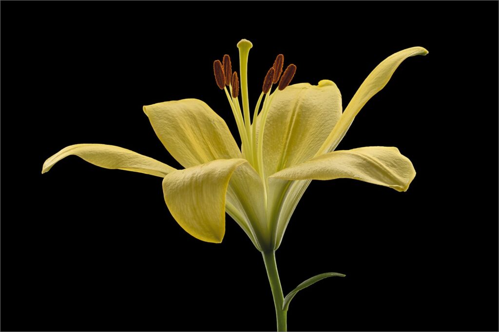 Yellow lily / Buy myself flowers