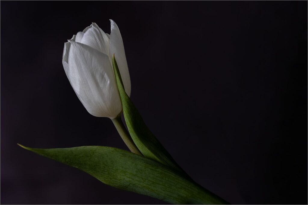 Blooming Tulip