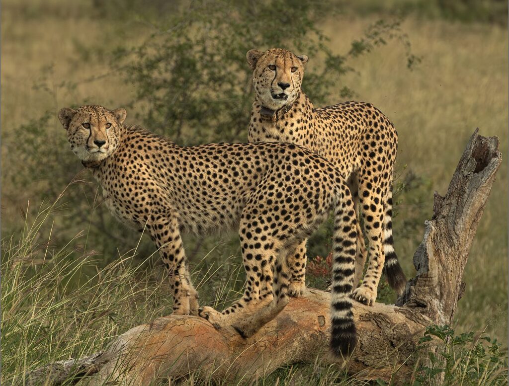 Brothers