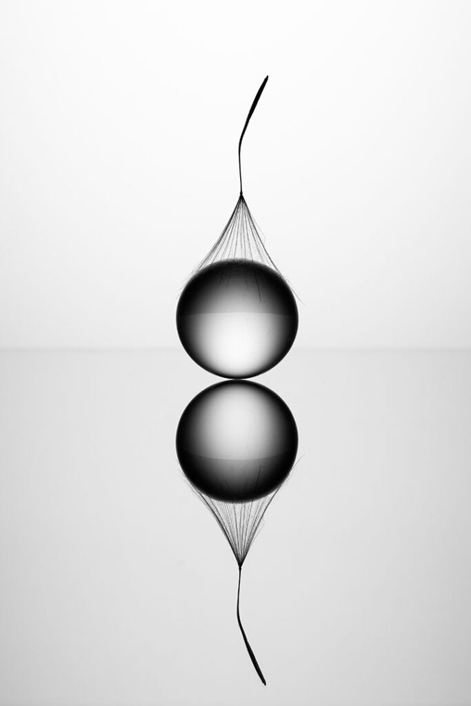 Dandelion Glass Ball