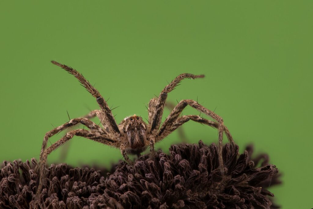 Flower Spider
