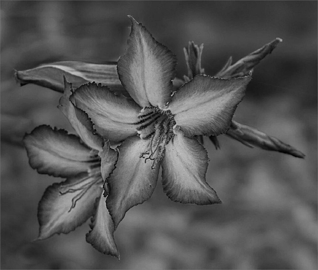 Impala Lily With a Difference