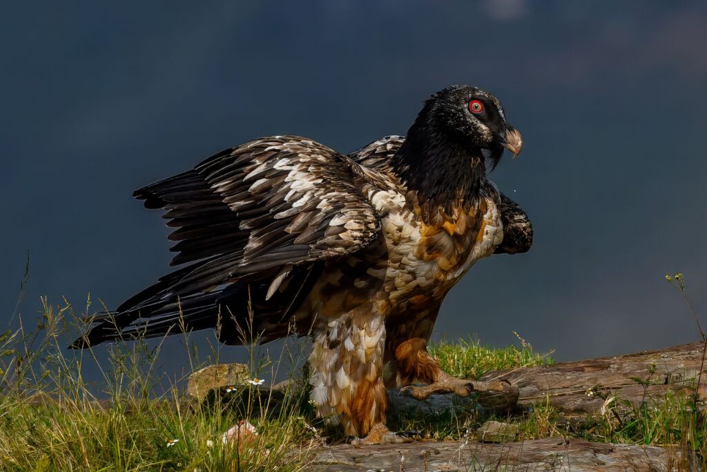 Juvenile bearded vulture